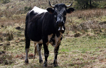 Vache-vosgienne-Alsace